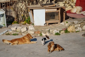 a group of dogs laying on the ground