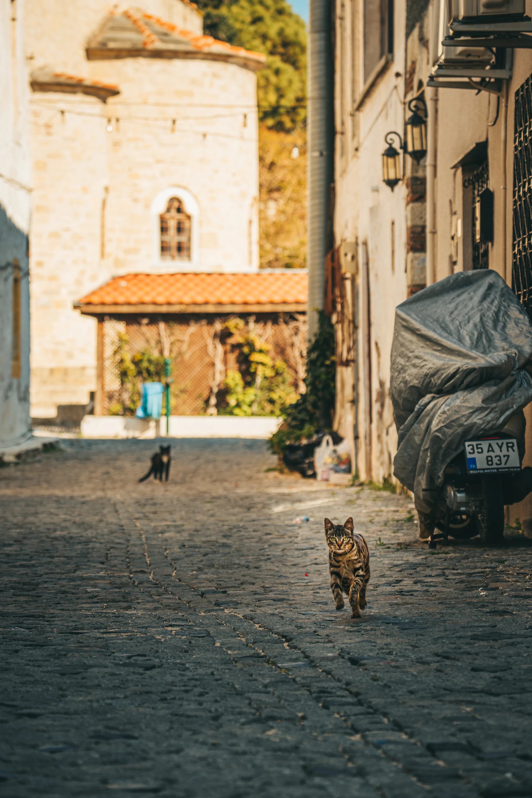 A cat walking down a quiet Alaçatı street