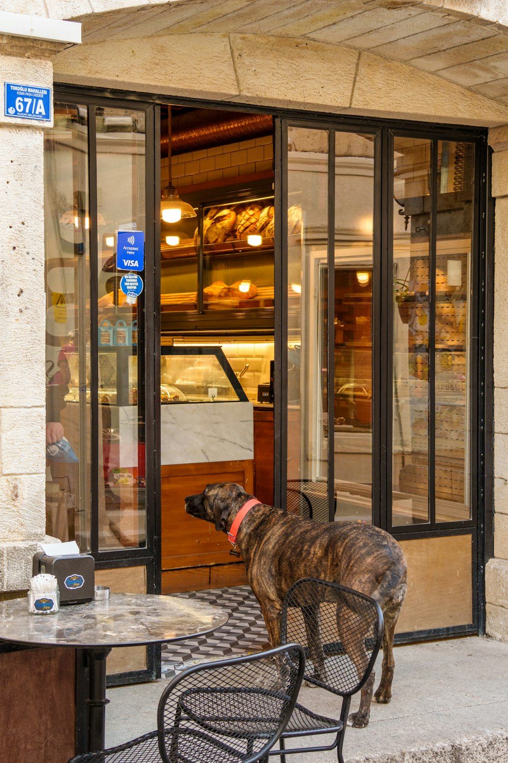 a dog is standing outside of a restaurant