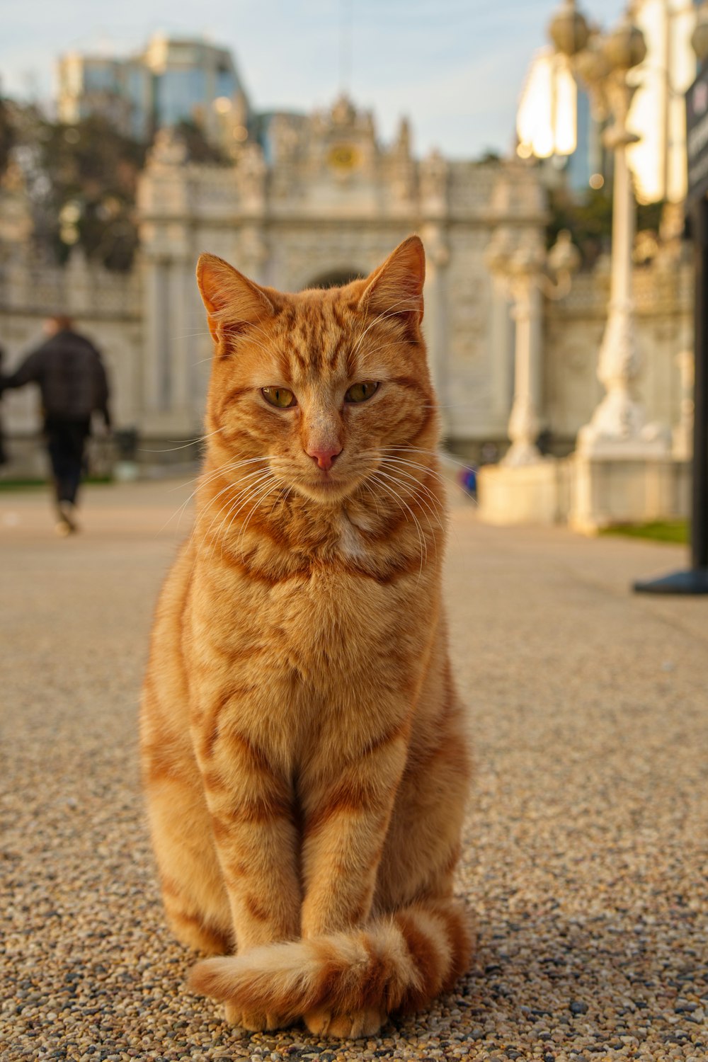 an orange cat sitting on the ground in front of a building