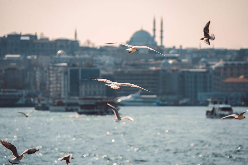 a flock of seagulls flying over a body of water