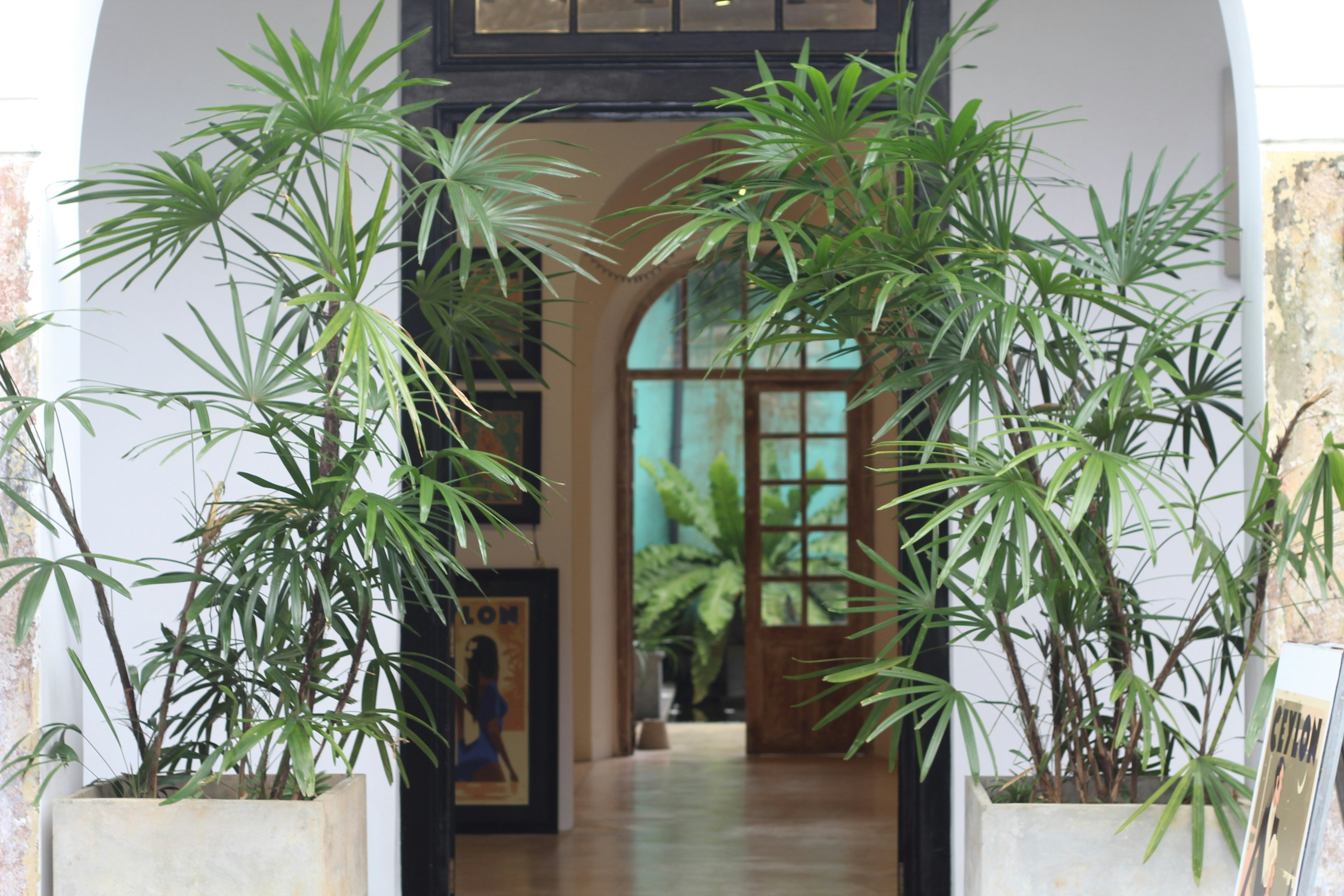 10 Houseplants Ideal for Entryway Decor