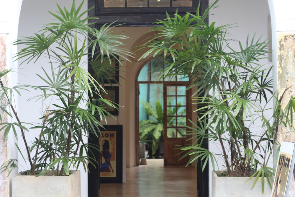 um corredor com vasos de plantas e um relógio na parede