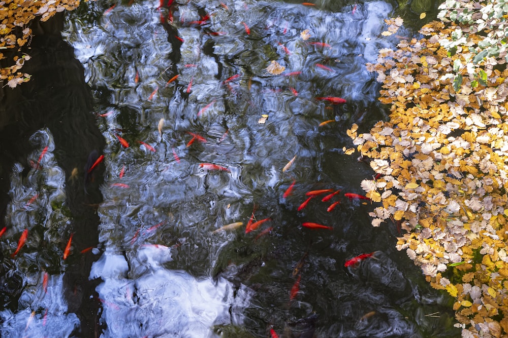 Eine Gruppe von Fischen schwimmt in einem Teich