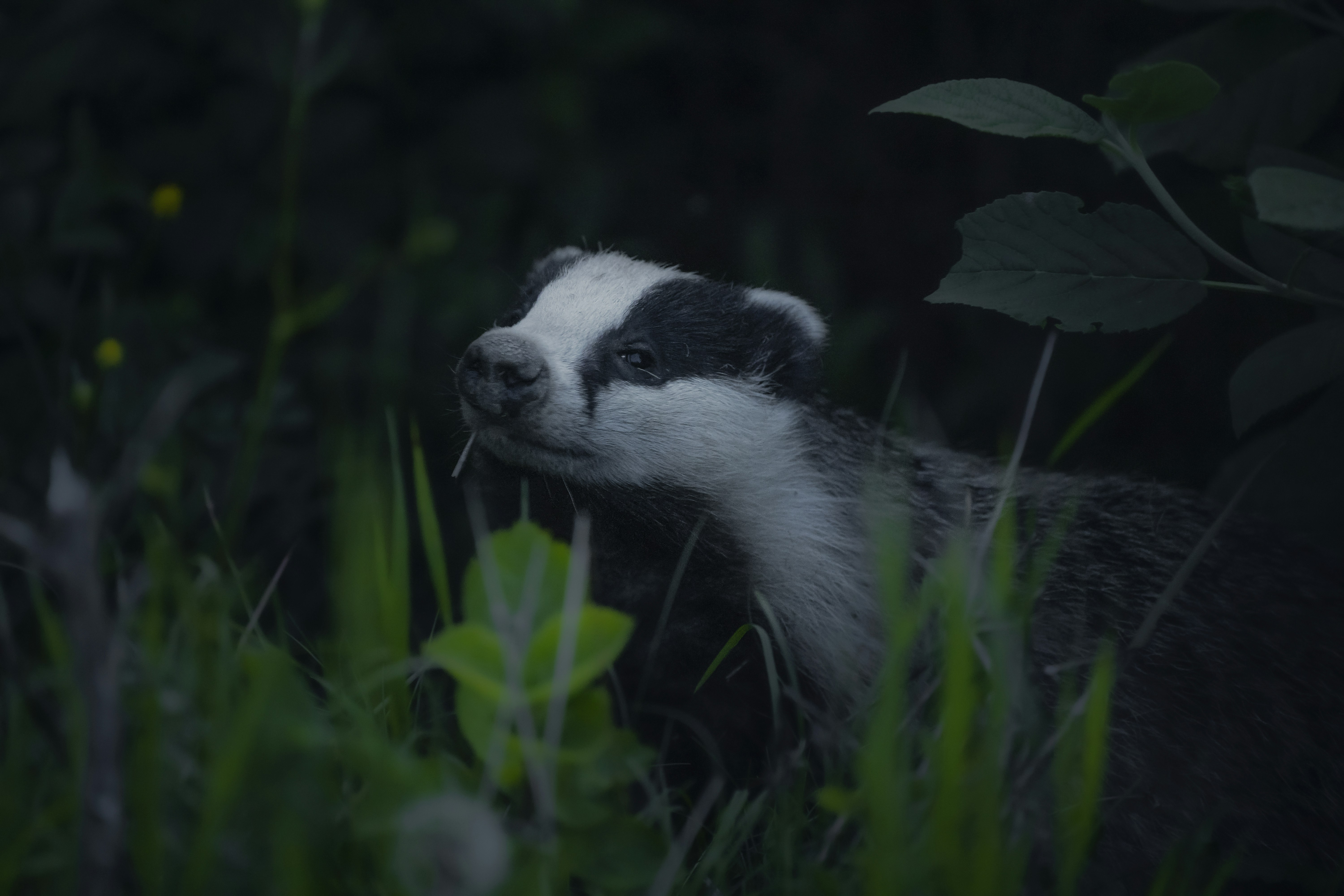 a badger standing in a field of tall grass