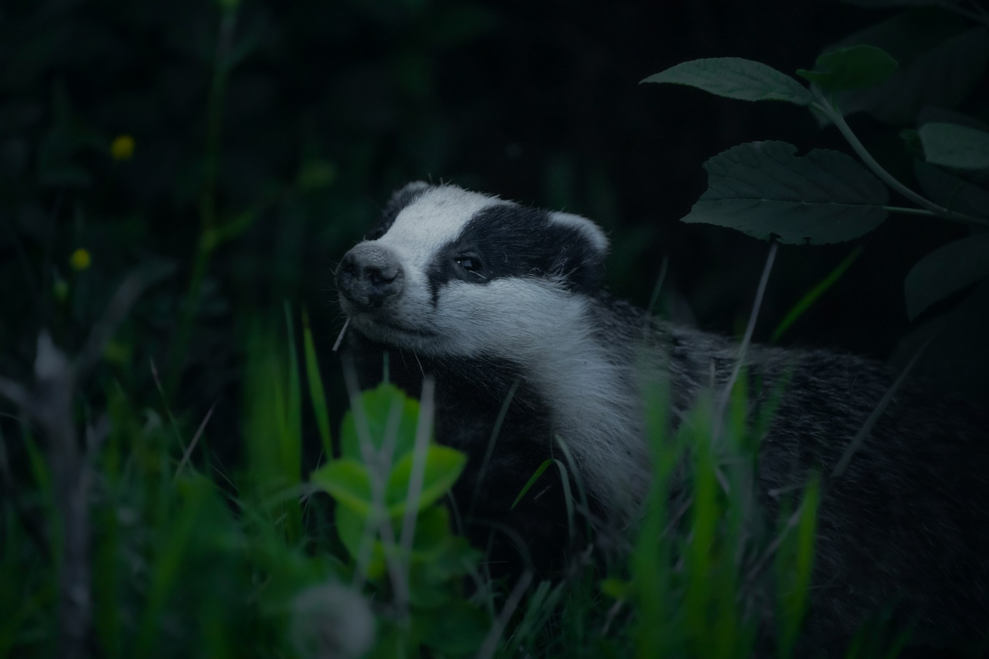 a badger standing in a field of tall grass