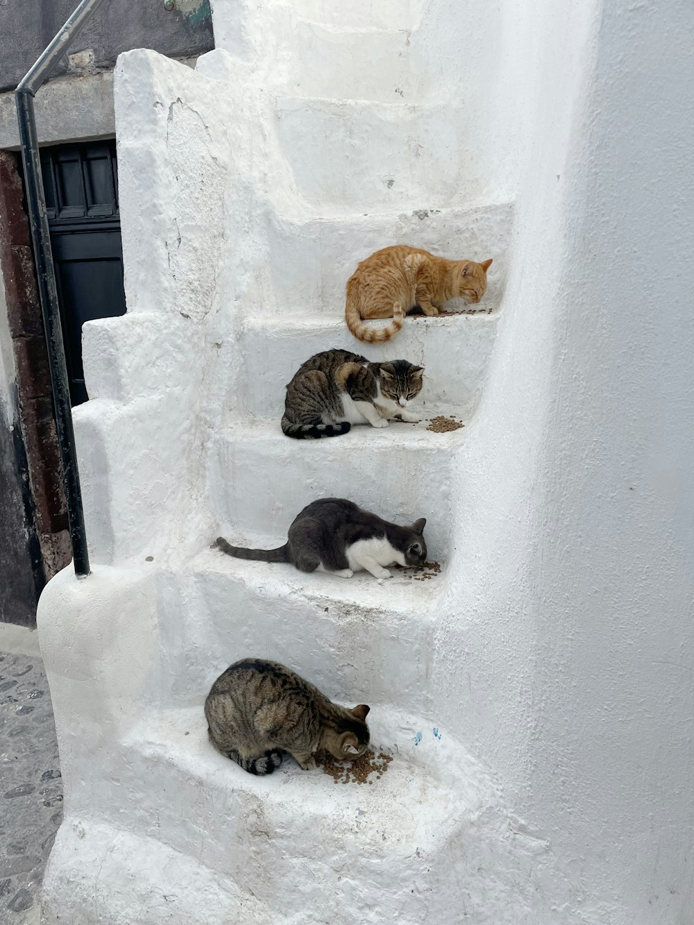 a group of cats sitting on the steps of a building