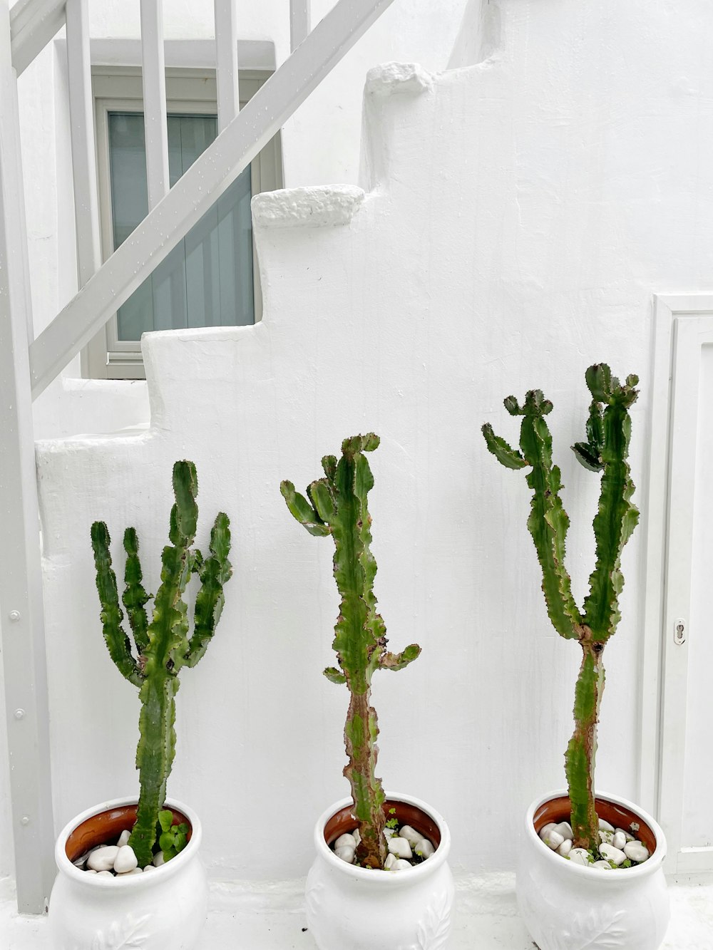 three potted plants sitting next to each other