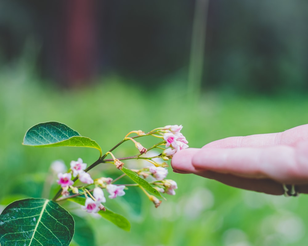 a hand holding a branch with flowers on it