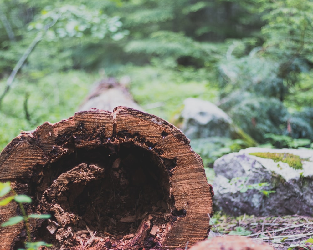 a log that has been cut down in the woods