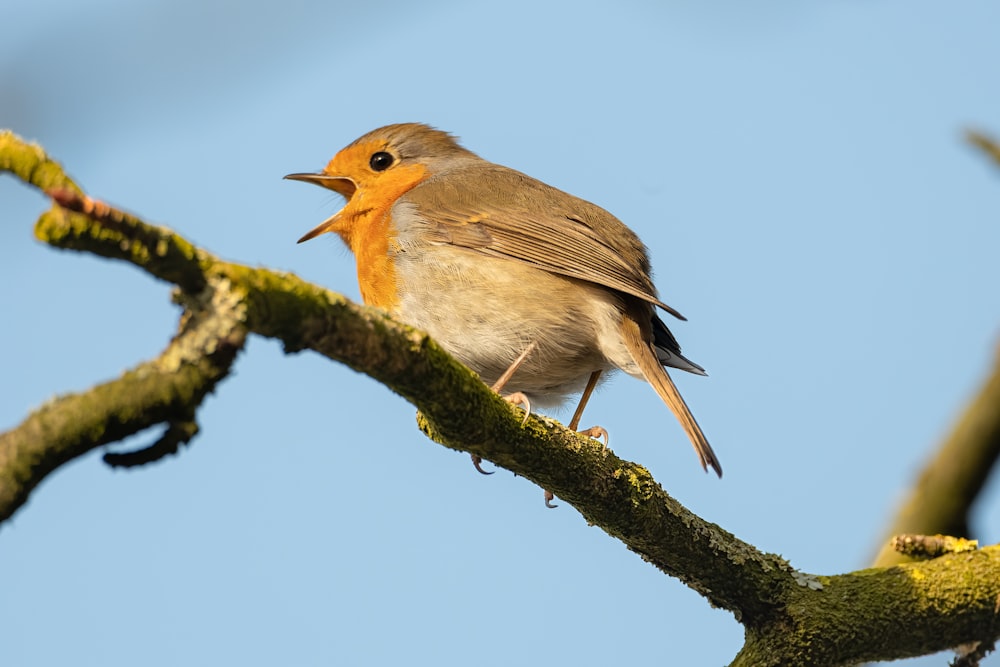 a small bird sitting on top of a tree branch