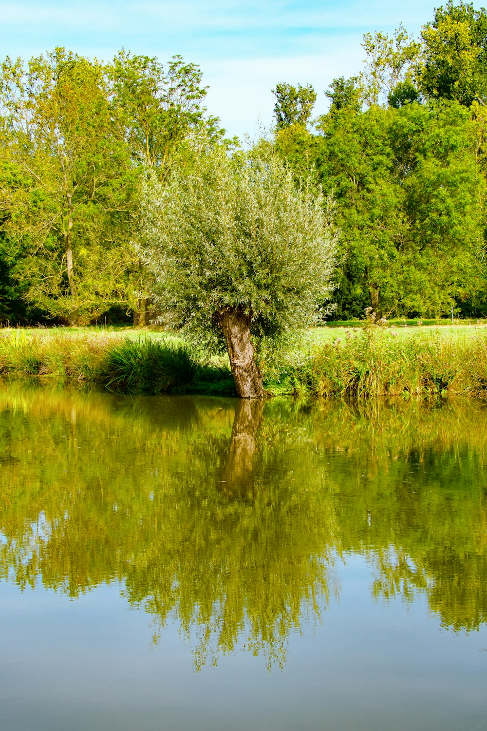 a tree in the middle of a body of water