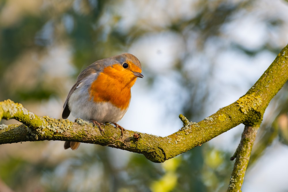 a small bird perched on a tree branch