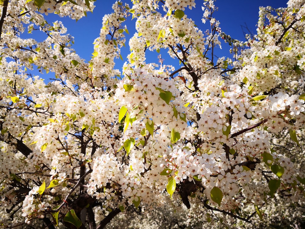 Un albero pieno di molti fiori bianchi