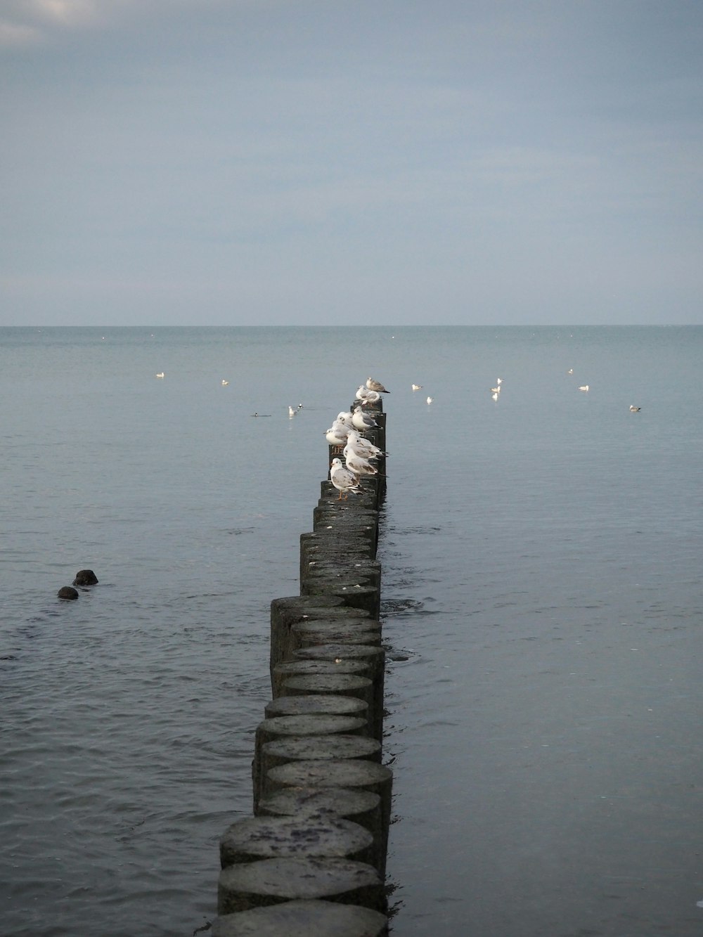 a group of seagulls sitting on the edge of a pier