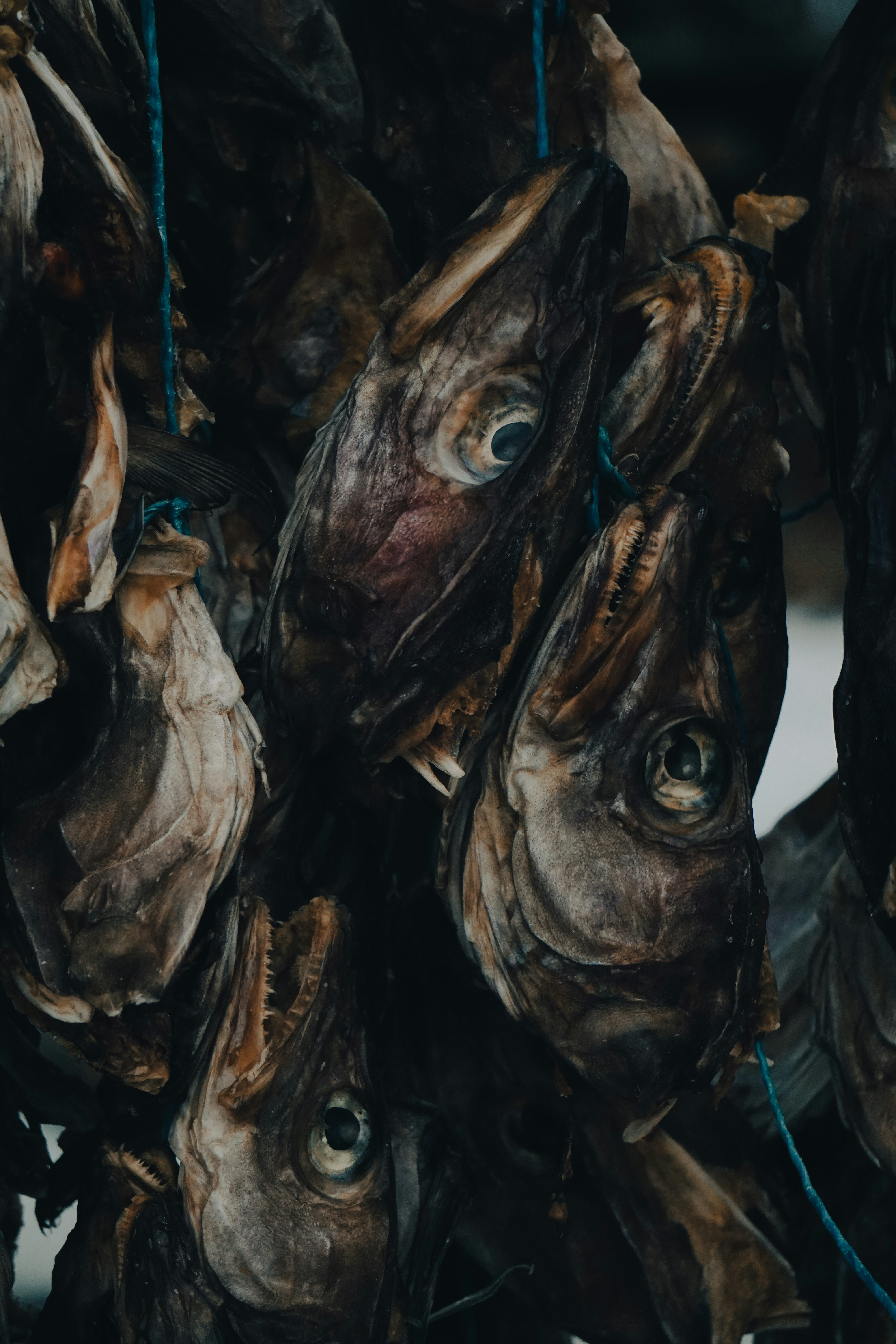 seikat ikan kering tergantung di tali