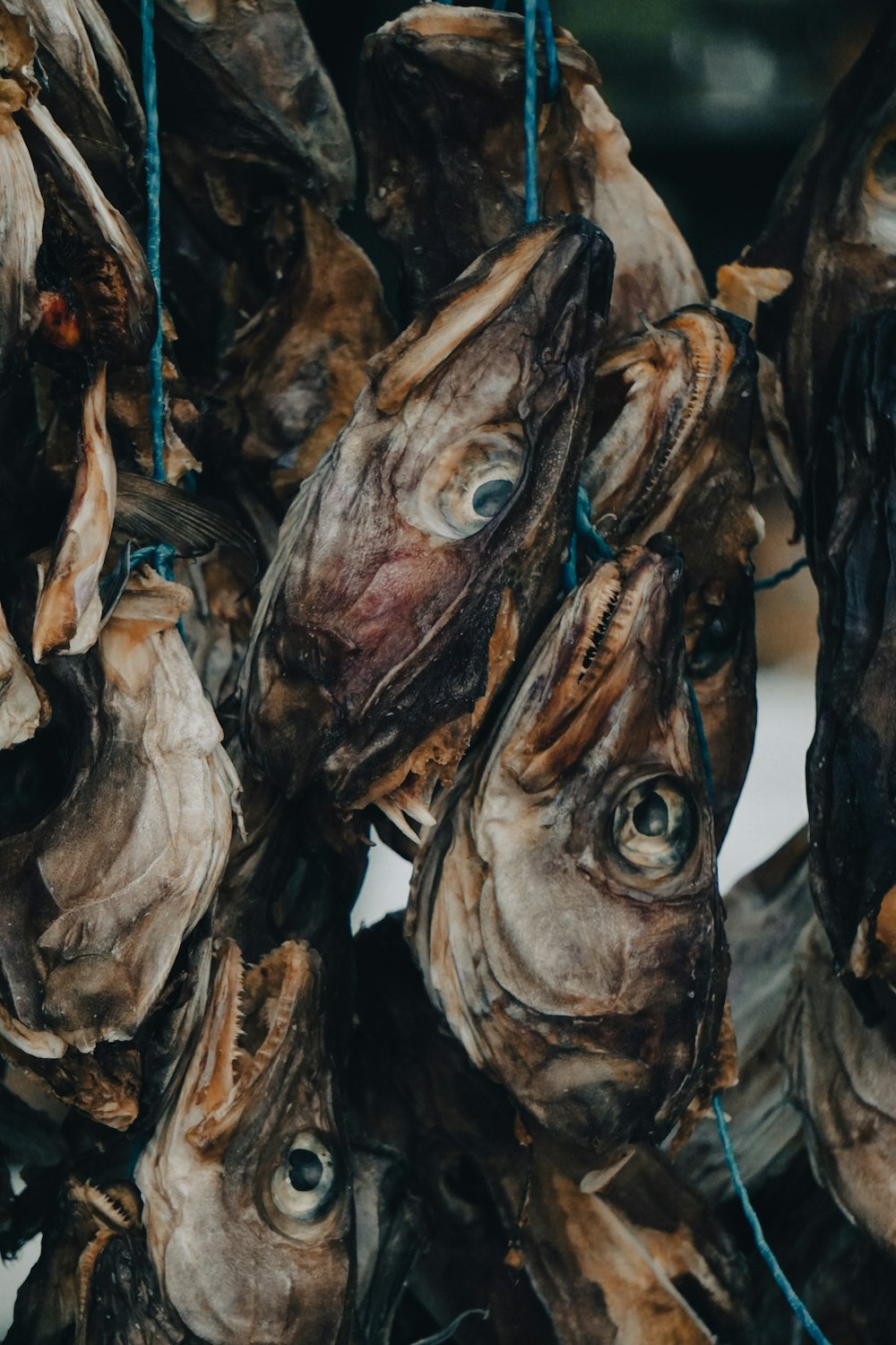 a bunch of dried fish hanging from a rope