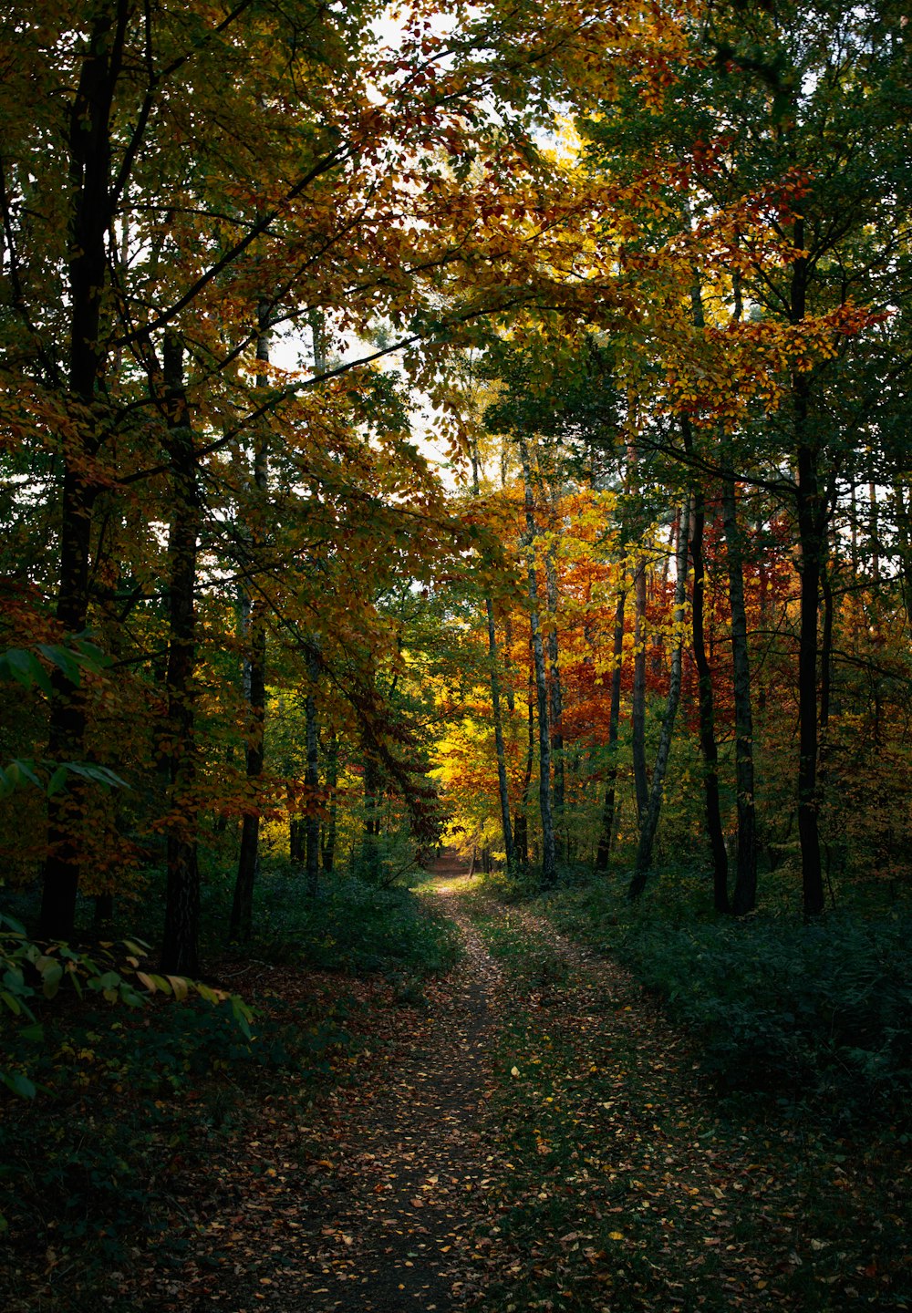 a dirt road surrounded by trees and leaves