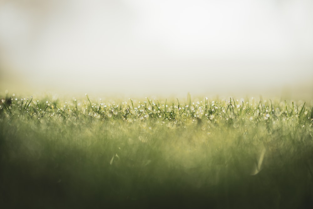Ein verschwommenes Foto eines Grasfeldes
