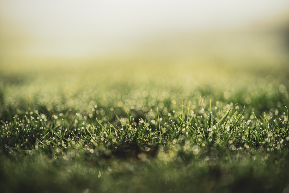 a close up of a field of grass with drops of dew
