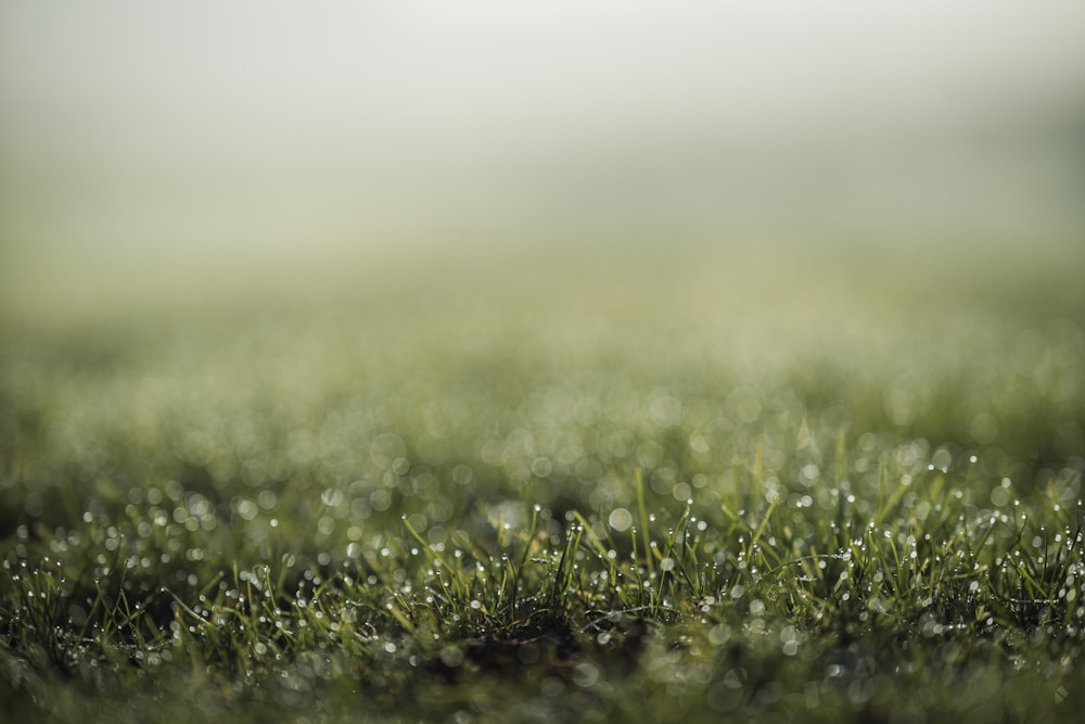 a close up of a grass field with drops of water on it