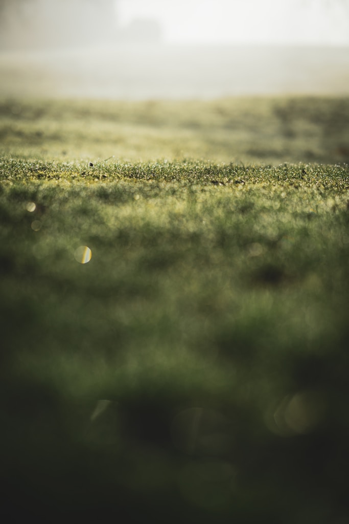 Morning Grass