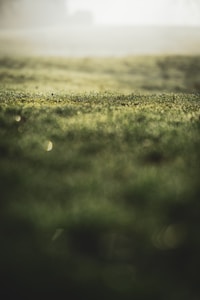 Morning Grass