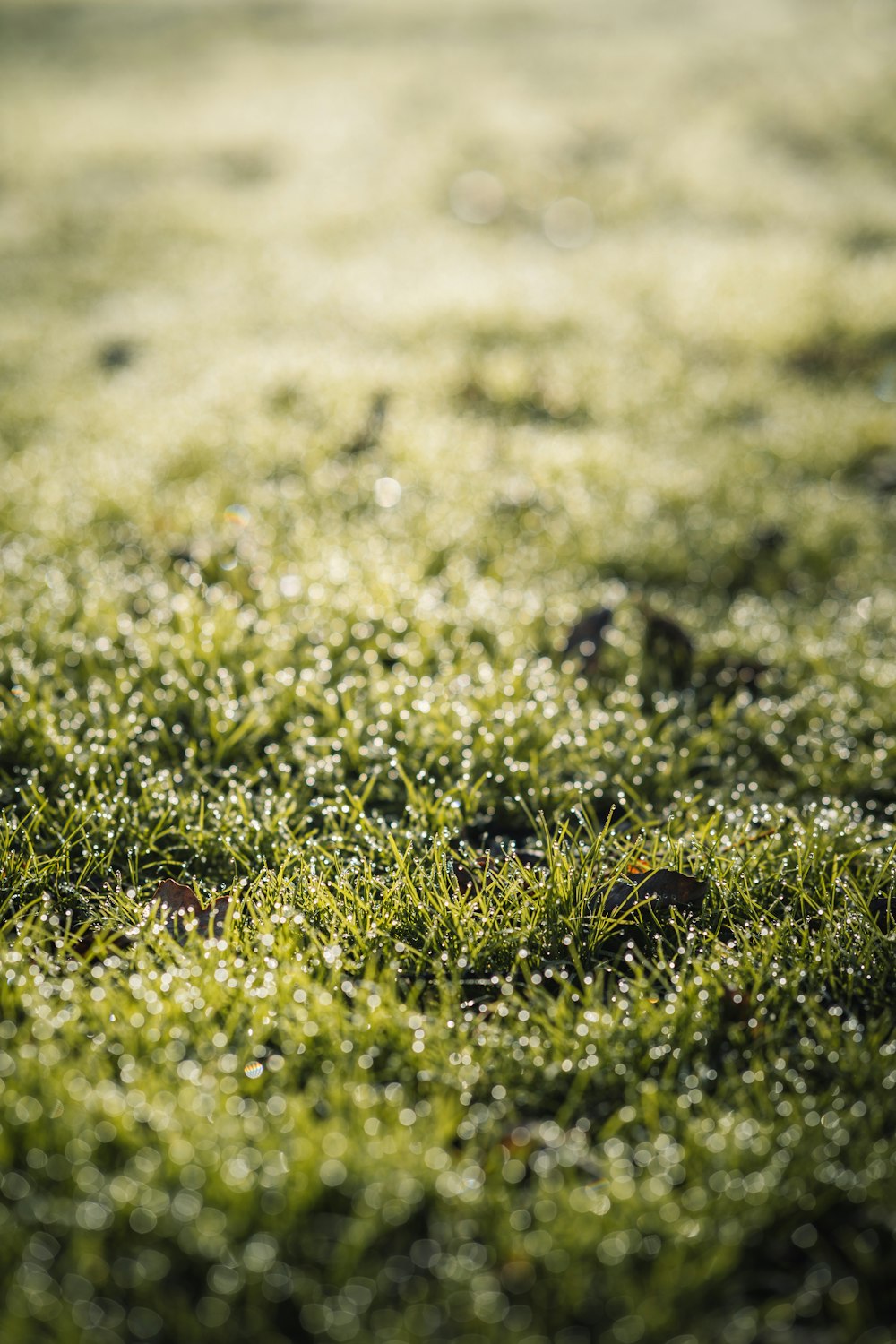 a close up of a field of grass covered in dew