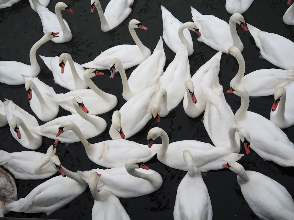 Un grande gruppo di uccelli bianchi che galleggiano sulla cima di uno specchio d'acqua