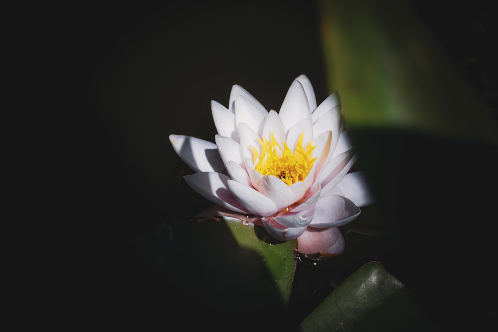 a white flower with a yellow center sitting on top of a leaf