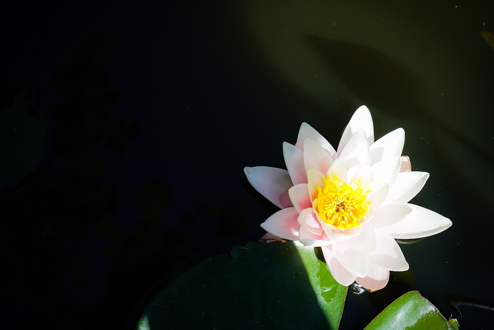 a white water lily floating on top of a green leaf