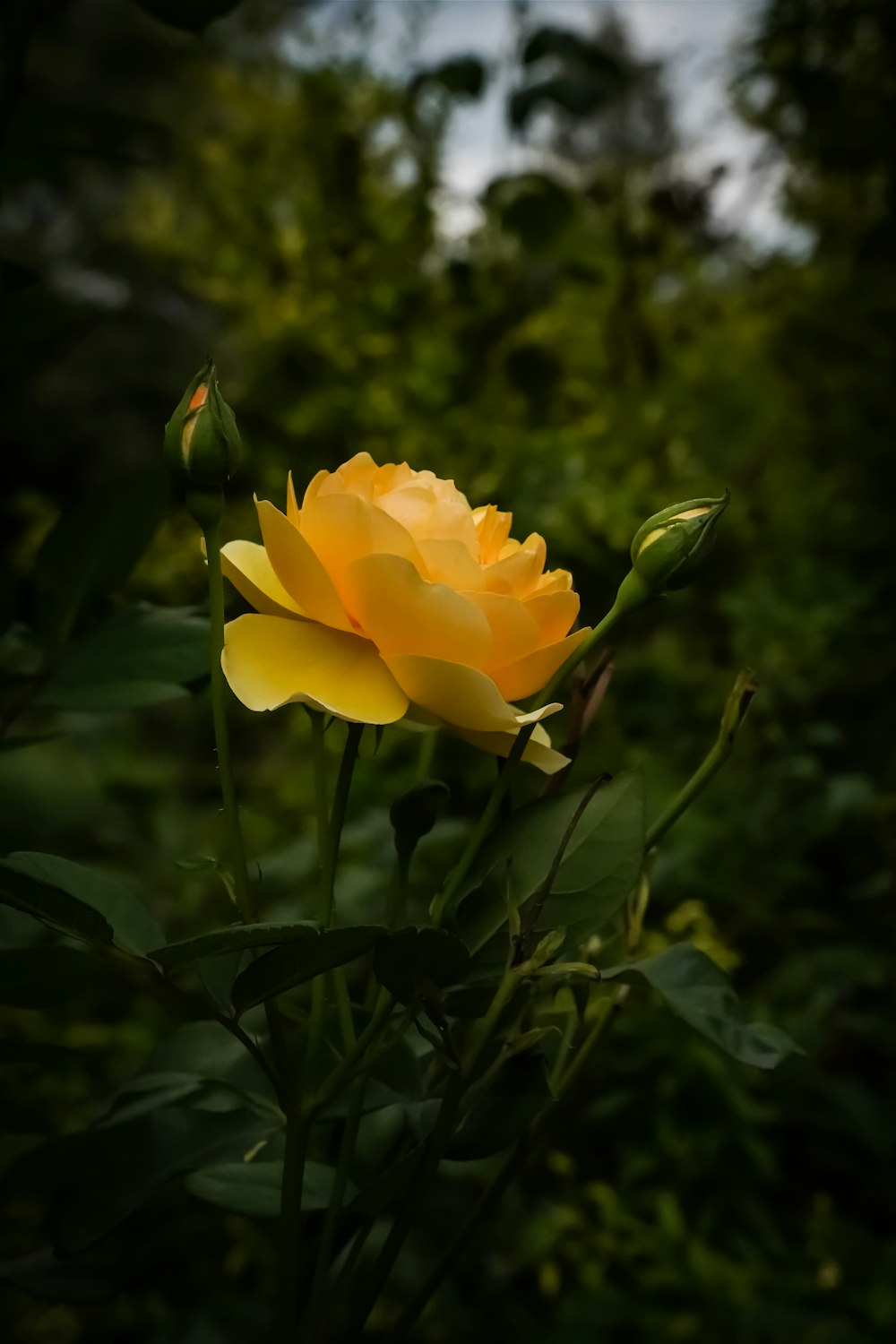 a yellow flower is blooming in a garden