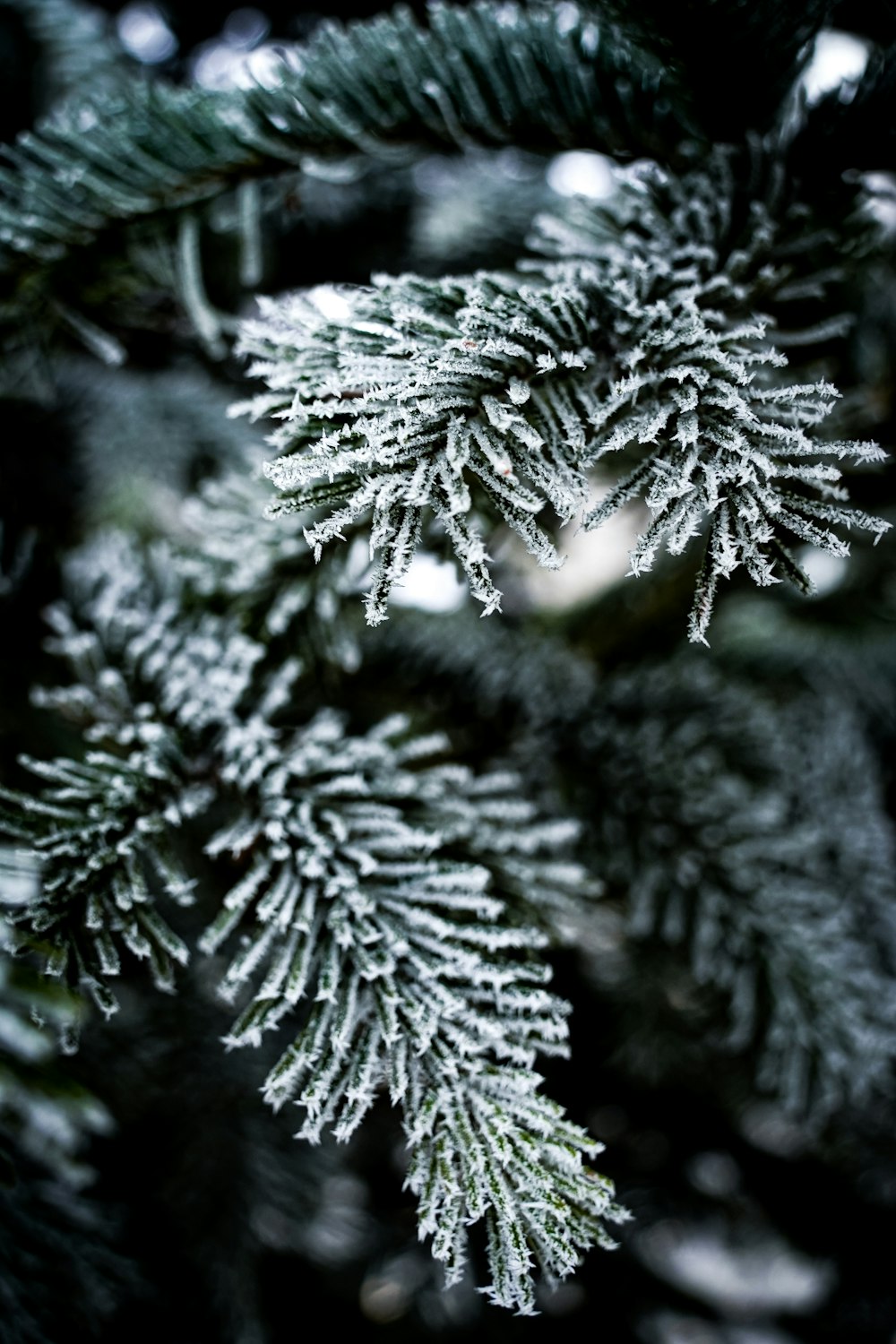 a close up of a pine tree with snow on it