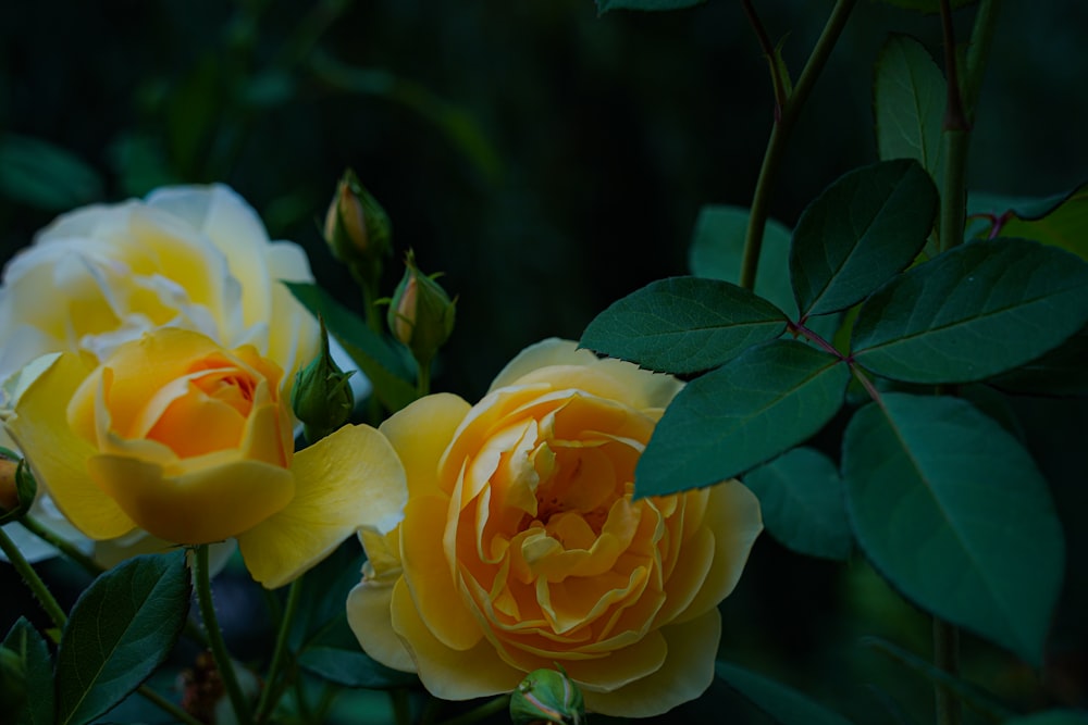 two yellow roses with green leaves on a dark background