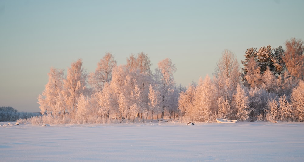 a snow covered field with trees in the background