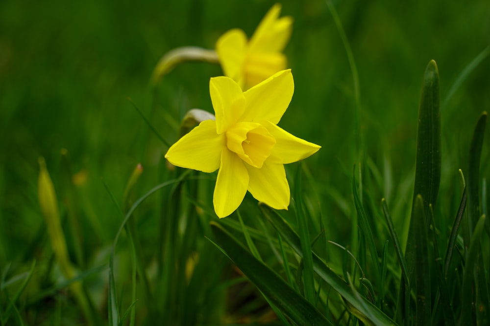 a close up of a yellow flower in the grass