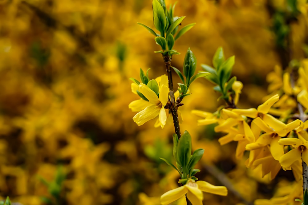 a close up of yellow flowers on a tree