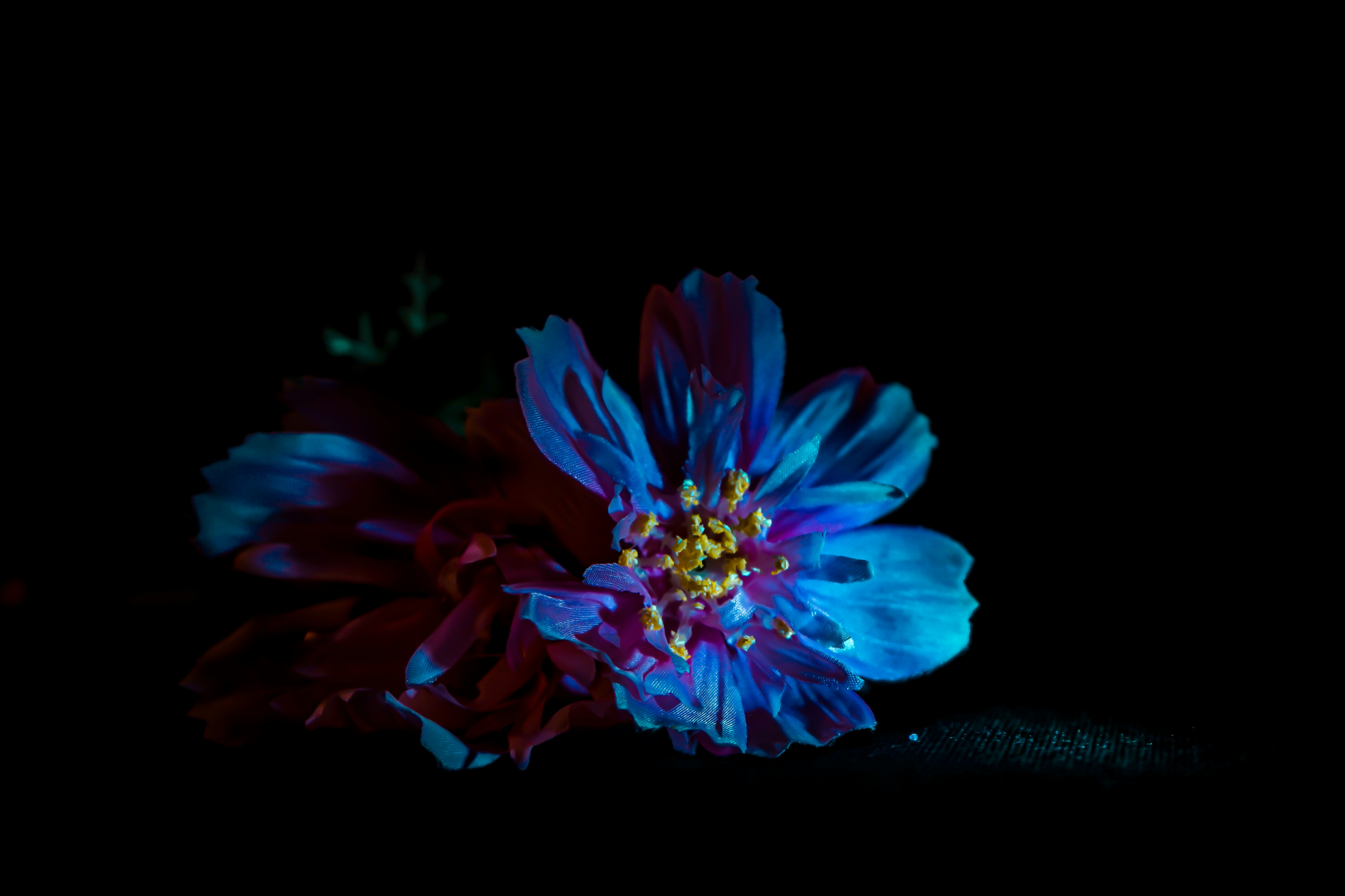 Midnight Bloom Canvas