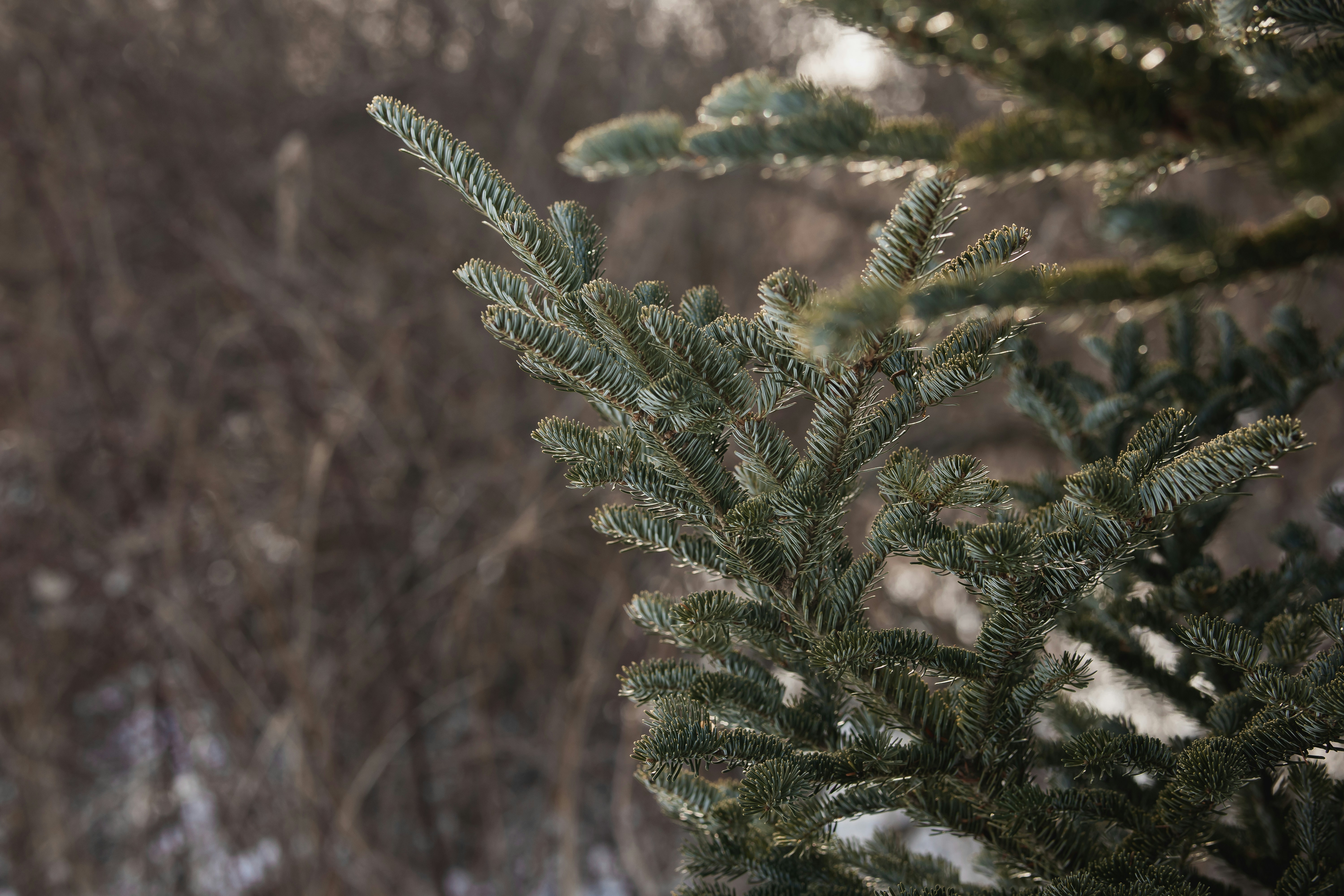 a close up of a pine tree in a forest