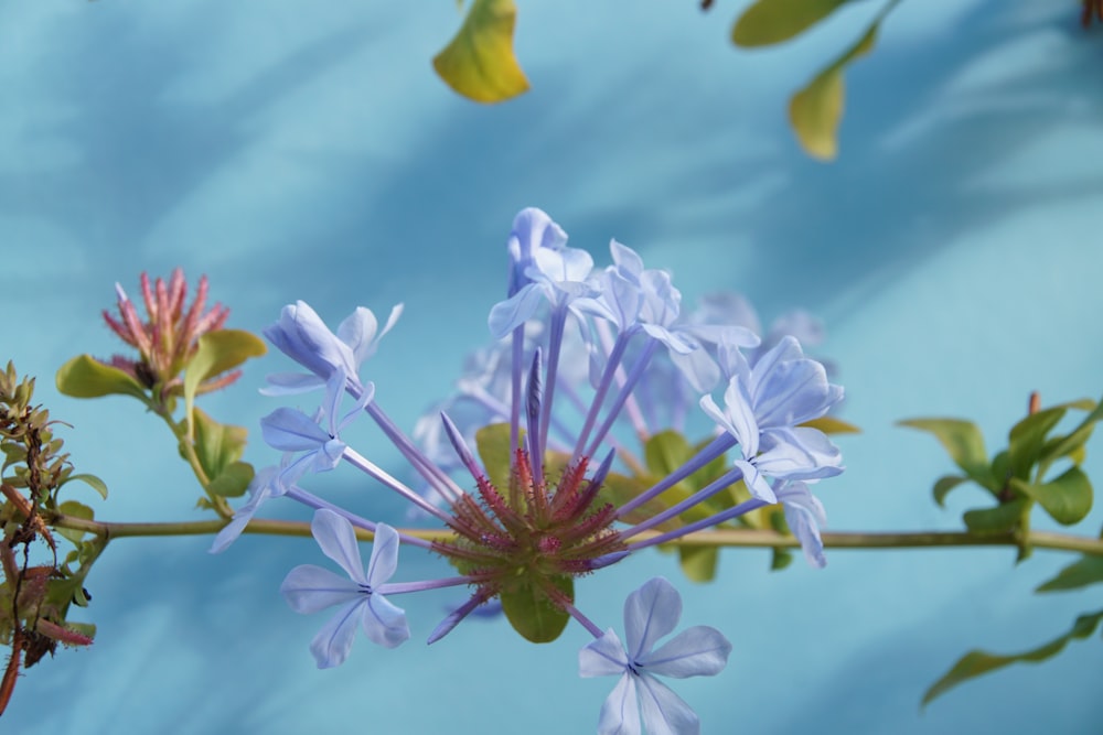 a close up of a purple flower with green leaves