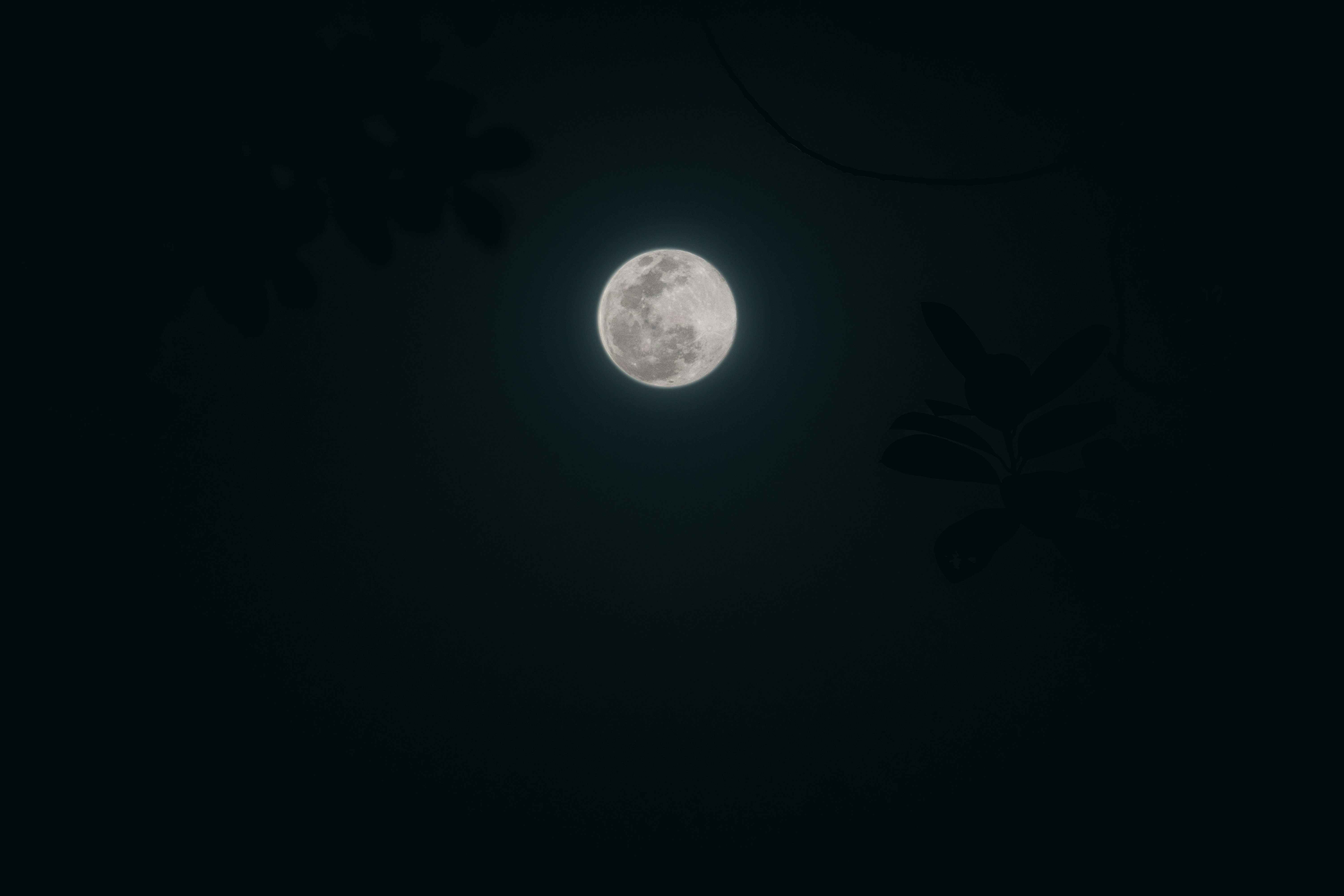 a full moon seen through the branches of a tree