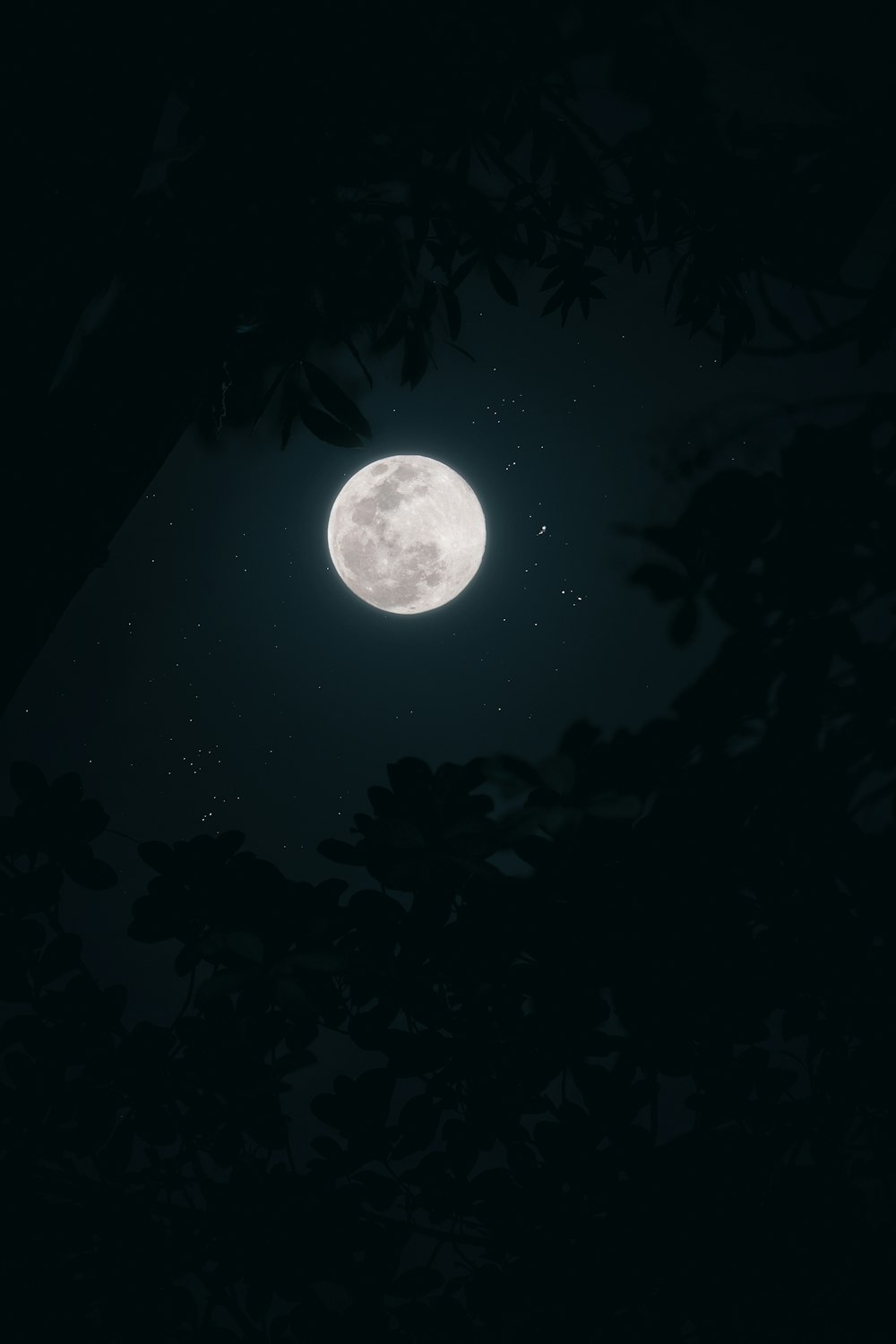 a full moon seen through the branches of a tree