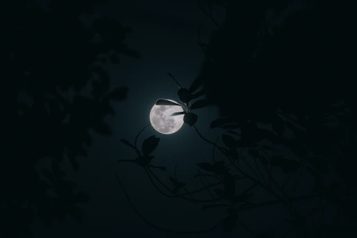 a full moon seen through the branches of a tree