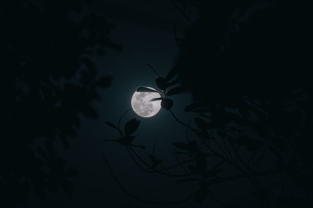 a full moon seen through the branches of a tree