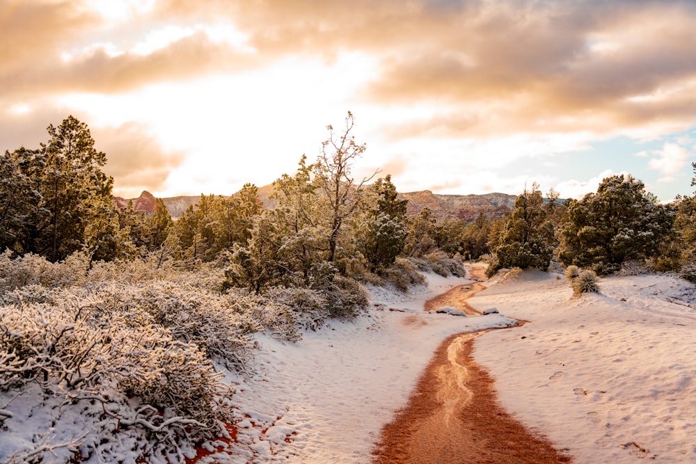 a dirt road in the middle of a snowy forest