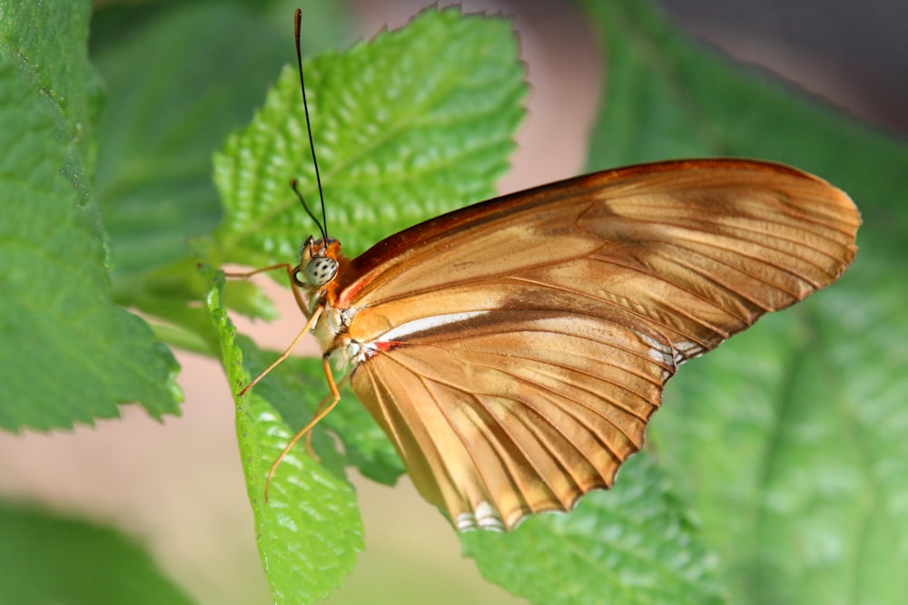 a close up of a butterfly on a leaf