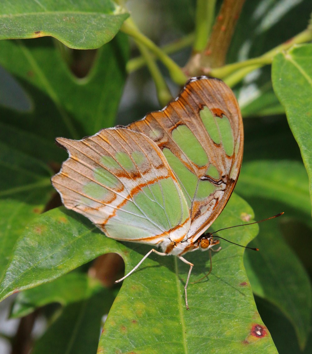 a green and white butterfly sitting on a green leaf