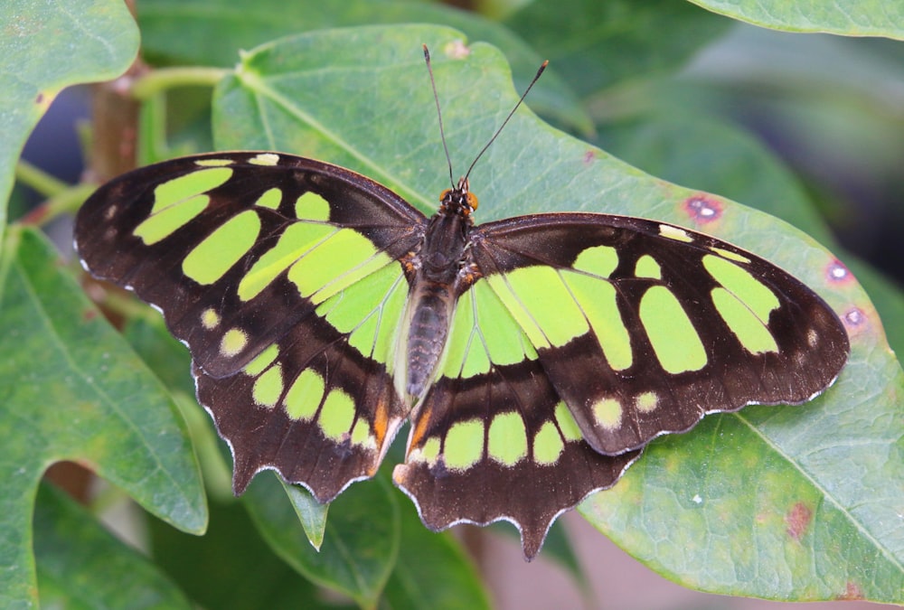 a green and black butterfly sitting on a leaf