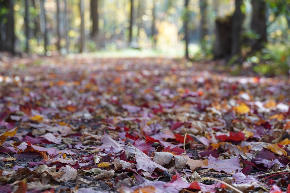 a forest filled with lots of leaf covered ground