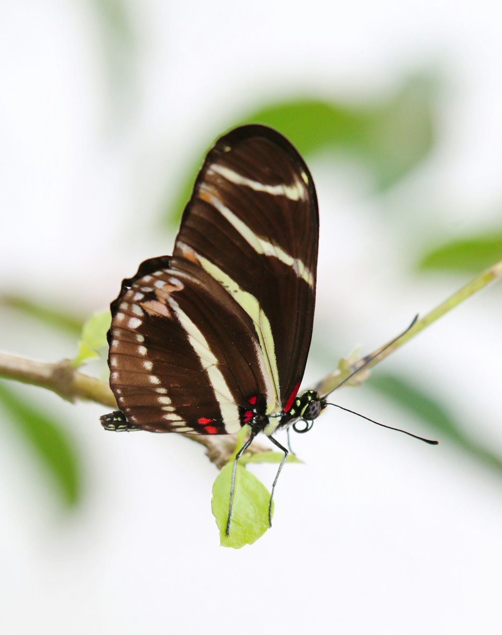 a brown and white butterfly sitting on a branch